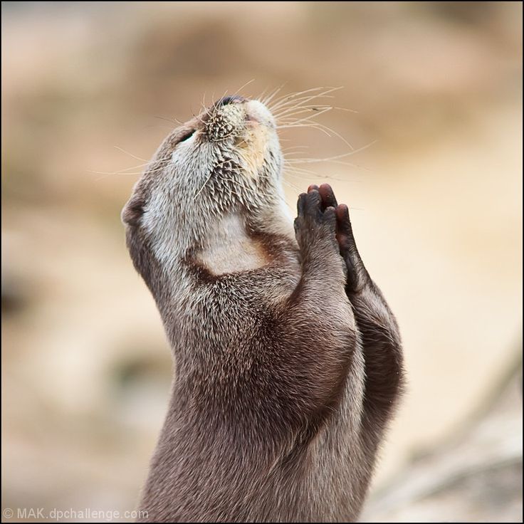 A gopher praying.