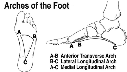 Image depicting the three arches of the foot in natarajasana, or Lord of the Dance yoga pose.